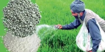 DAP और SSP से भी बेहतर है ये खाद, यूरिया के साथ करें इस्तेमाल