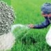 DAP और SSP से भी बेहतर है ये खाद, यूरिया के साथ करें इस्तेमाल