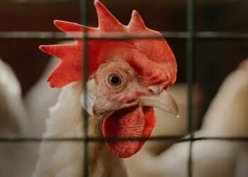 बर्ड फ्लू का बढ़ रहा संकट, मंडियों में महंगाई, जानें क्या है पूरी खबर?