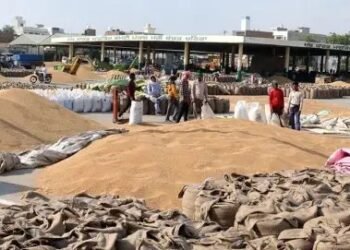 महाराष्ट्र में चुनाव के बीच गेहूं के दामों ने बनाया रिकॉर्ड, 6000 रुपये क्विंटल पहुंचा भाव!
