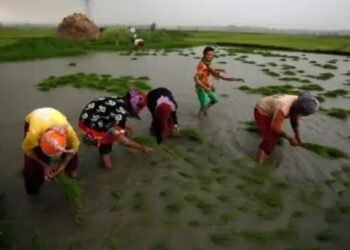 हरियाणा, पंजाब में आढ़तियों की हड़ताल से धान की खरीद प्रभावित