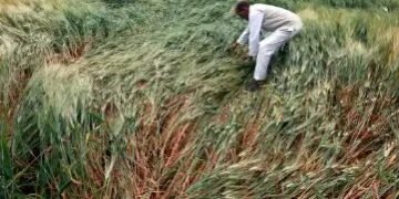 मध्य प्रदेश के इस जिले की 80 फीसदी फसल बर्बाद, CM के नाम सौंपा ज्ञापन!