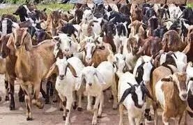 बकरी पालन के लिए इस राज्य में मिल रही 50 लाख तक की सब्सिडी, ऐसे करें आवेदन