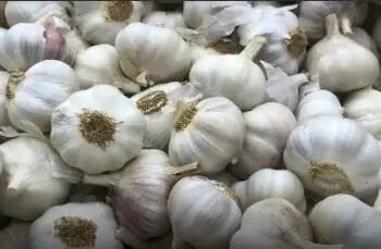 UP : महंगा हुआ लहसुन का दाम, 22000 रुपये क्विंटल हुई कीमत, जानें डिटेल!