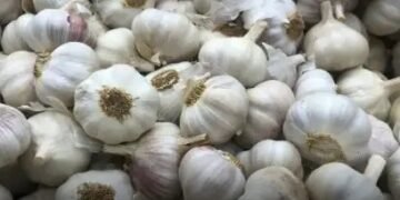 UP : महंगा हुआ लहसुन का दाम, 22000 रुपये क्विंटल हुई कीमत, जानें डिटेल!