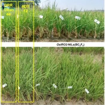 iFh2cuDWhbmYWUphPoMO