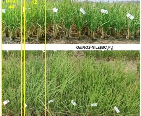 आईआरआरआई के वैज्ञानिकों ने सूखे में पैदा होने वाले धान के जीन की खोज की