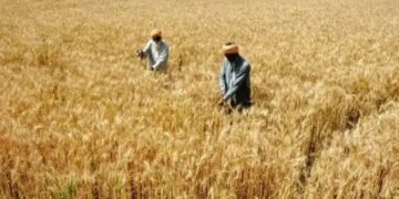 रबी सीजन में करें गेहूं की इस किस्म की खेती, 125 दिन में 52 क्विंटल मिलेगी उपज