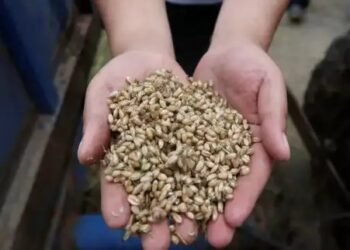 गेहूं की सरकारी खरीद आज से शुरू, मध्य प्रदेश किसानों को मिलेगा बोनस!