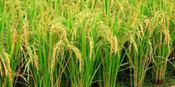 इस फसल के दामों में आई भारी गिरावट, जानें क्या है वजह
