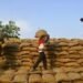 गेहूं के दामों में आएगी गिरावट, FCI के खाद्यान्न बाजार में उतारने की घोषणा !