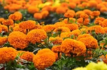 दिवाली पर गेंदे की बढ़ी डिमांड, किसानों को मिल रहा मुनाफा!