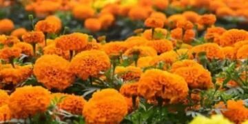 दिवाली पर गेंदे की बढ़ी डिमांड, किसानों को मिल रहा मुनाफा!