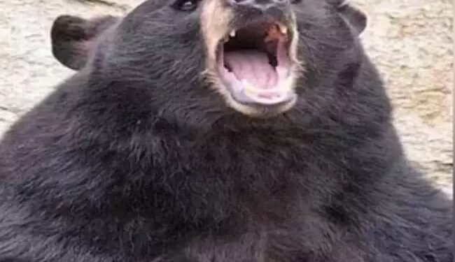 जीवनसाथी के लिए कटारी लेकर भालू से भिड़ी महिला, आधे घंटे तक लड़ी, मौत