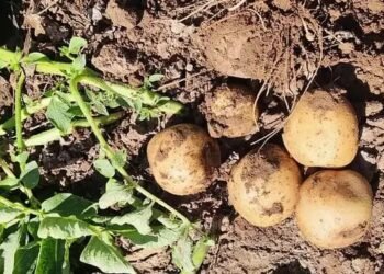 आलू की आपूर्ति श्रृंखला को आगे बढ़ाने के लिए एआई का उपयोग करने हेतु हाईफन फूड्स ने यूके की हार्वेस्टआई के साथ साझेदारी की