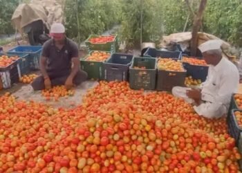 मॉनसून में नहीं पड़ेगा टमाटर के दामों पर असर, किसान करेंगे इस वैरायटी की खेती