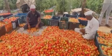 मॉनसून में नहीं पड़ेगा टमाटर के दामों पर असर, किसान करेंगे इस वैरायटी की खेती