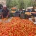 मॉनसून में नहीं पड़ेगा टमाटर के दामों पर असर, किसान करेंगे इस वैरायटी की खेती