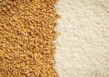 भारतीय अनाज को लेकर बड़ा खुलासा, ‘गेहूं- चावल नहीं जेहर का सेवन कर रहे लोग….’