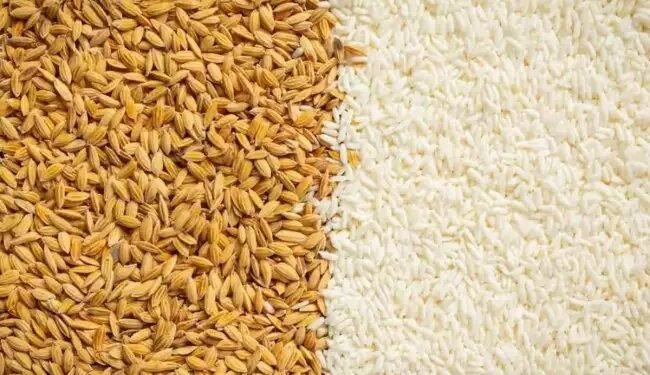 भारतीय अनाज को लेकर बड़ा खुलासा, ‘गेहूं- चावल नहीं जेहर का सेवन कर रहे लोग….’