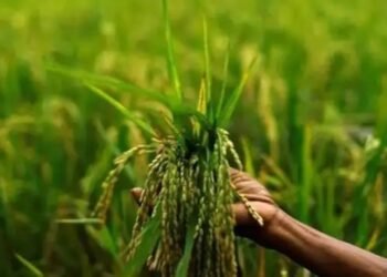 आपूर्ति की संभावनाएं बेहतर होने पर सरकार ने कृषि निर्यात आसान किया