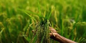 आपूर्ति की संभावनाएं बेहतर होने पर सरकार ने कृषि निर्यात आसान किया