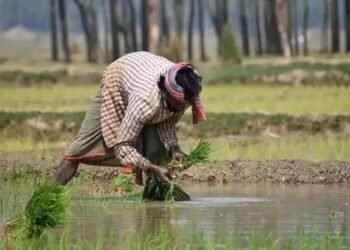 बड़ी पहल: ई- पोर्टल के जरिए किसानों से 6 लाख टन दाल खरीद सरकार