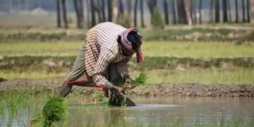 बड़ी पहल: ई- पोर्टल के जरिए किसानों से 6 लाख टन दाल खरीद सरकार