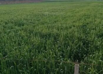 किसानों के लिए तैयार हुआ नया रोडमैप, मिलेगी कटाई और भंडारण की सुविधा!