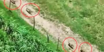 UP: बहराइच में भेड़ियों का आतंक! 30 गांव में खौफ, पुलिस की पकड़ में आया चौथा भेड़िया