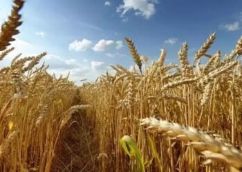 क्या गेहूं के दामों में होगी बढ़ोतरी? केंद्र सरकार ने उठाया बड़ा कदम