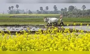 अच्छे मानसून के कारण वित्त वर्ष 2025 में कृषि वृद्धि में तेजी आने की उम्मीद