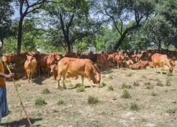 केंद्र सरकार का अहम फैसला, पशु औषधि योजना की शुरुआत, जानें योजना से कैसे मिलेगा लाभ