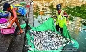 भारत ने डब्ल्यूटीओ से गरीब मछली पकड़ने वाले देशों के लिए वजन कम करने को कहा
