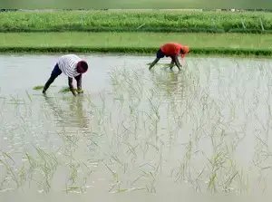 कम पानी में तैयार होने वाली धान की फसल लगाने पर किसानों को मिलेगा 17,500 रुपये