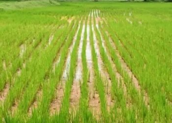 बारिश से झारखंड़ किसानों पर असर, मौसम विभाग ने दी ये सलाह