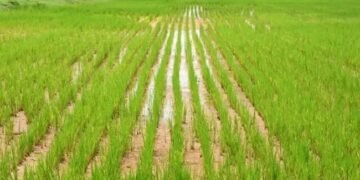 बारिश से झारखंड़ किसानों पर असर, मौसम विभाग ने दी ये सलाह