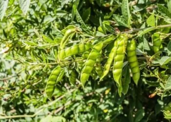 इस फसल के बीज पर सरकार दे रही 80 फीसदी सब्सिडी, ऐसे करें अपलाई