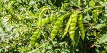इस फसल के बीज पर सरकार दे रही 80 फीसदी सब्सिडी, ऐसे करें अपलाई