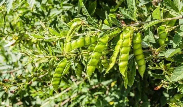 इस फसल के बीज पर सरकार दे रही 80 फीसदी सब्सिडी, ऐसे करें अपलाई