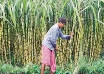 गन्ने पर इस गंभीर बीमारी का अटैक, ड्रोन की मदद से करें इस दवा का छिड़काव