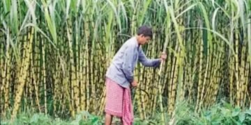 गन्ने पर इस गंभीर बीमारी का अटैक, ड्रोन की मदद से करें इस दवा का छिड़काव