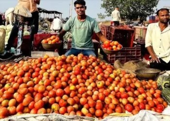 गिरते टमाटर के दामों पर किसानों को हो रहा नुकसान, सरकार करेगी भरपाई, मिलेगा स्टोरेज और ट्रांसपोर्ट खर्च!