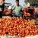गिरते टमाटर के दामों पर किसानों को हो रहा नुकसान, सरकार करेगी भरपाई, मिलेगा स्टोरेज और ट्रांसपोर्ट खर्च!