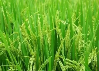छत्तीसगढ़ में टूटा धान के रकबे का टार्गेट, राज्य किसान नहीं छोड़ रहे पारंपारिक खेती