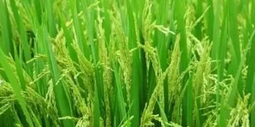 छत्तीसगढ़ में टूटा धान के रकबे का टार्गेट, राज्य किसान नहीं छोड़ रहे पारंपारिक खेती