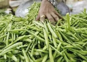 राजस्थान में ग्वार की खेती को नया जीवन: सस्टेनेबल ग्वार इनिशिएटिव से किसानों को मिलेगा बड़ा फायदा