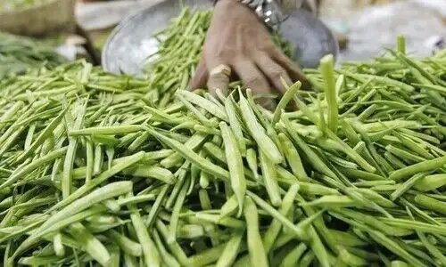 राजस्थान में ग्वार की खेती को नया जीवन: सस्टेनेबल ग्वार इनिशिएटिव से किसानों को मिलेगा बड़ा फायदा
