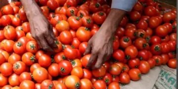 Delhi-NCR में 65 रुपये मिलेगा टमाटर, जानें डिटेल!