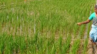 धान की फसल को लेकर कृषि विशेषज्ञों ने दी जानकारी, जानें कब करें DAP का उपयोग?